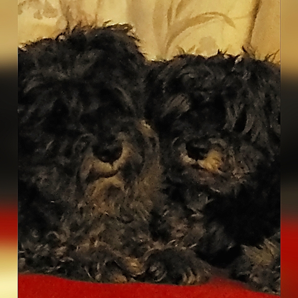 Meet your Posher, Danny